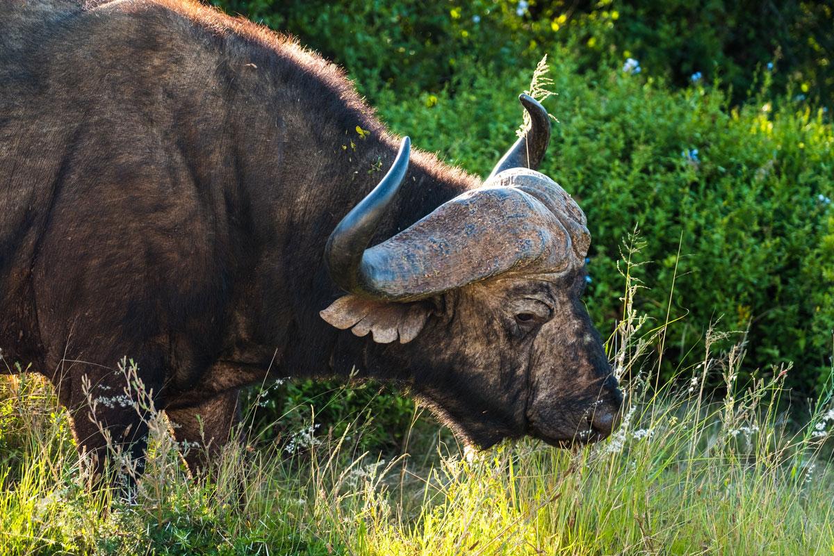 addo-elephant-park-buffalo