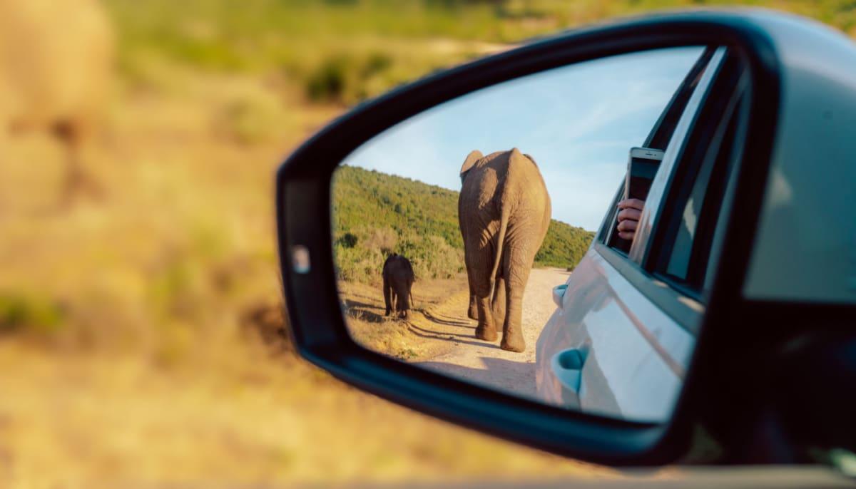 Explore Addo Elephant Park with your own car