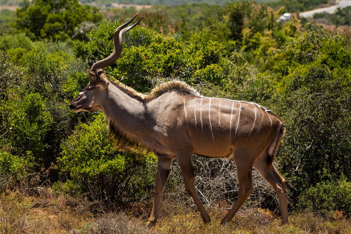 Kudu in Addo Elephant National Park