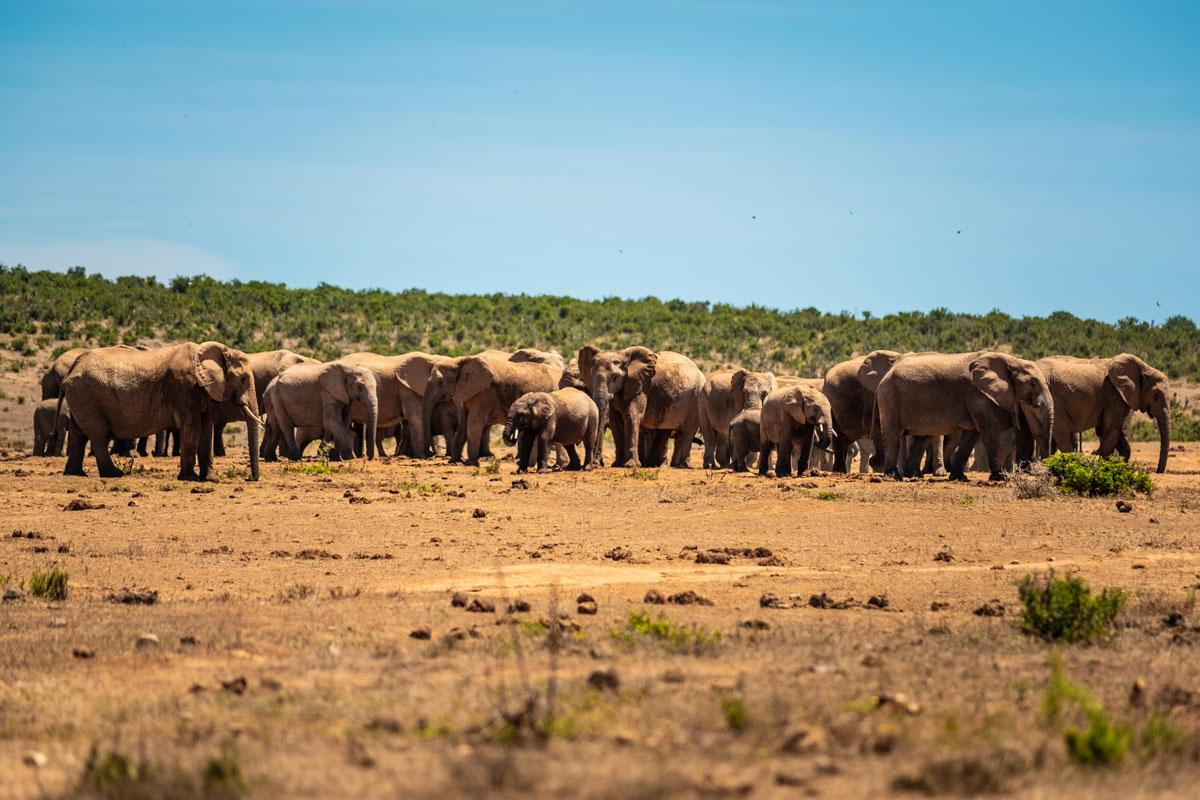 Baby elephant with herd Addo Elephant National Park