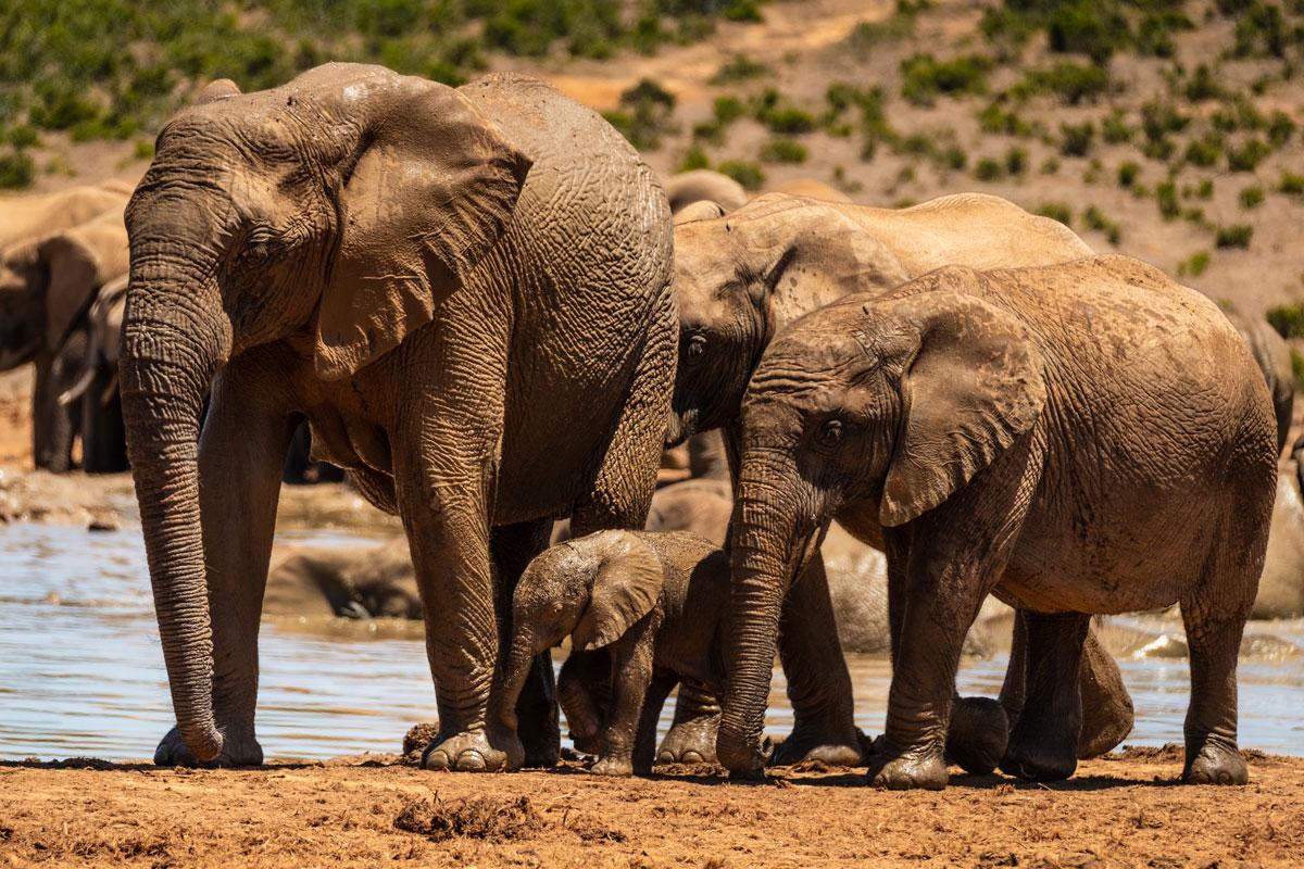 Baby elephant being watched over in Addo Elephant National Park.