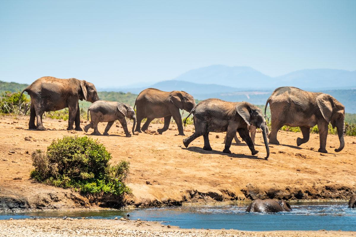 Images of Addo Elephant Park: Elephants