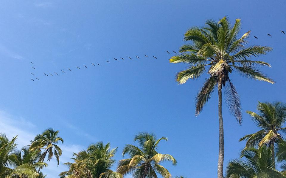 Palomino Pelican Flock