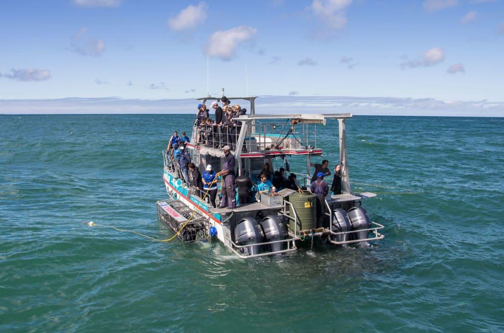 White Shark Tour Gansbaai