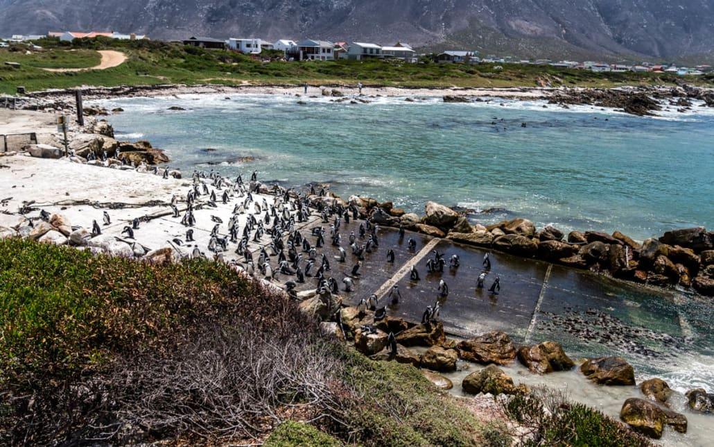 Pinguïns in Betty's Bay Tuinroute Zuid-Afrika