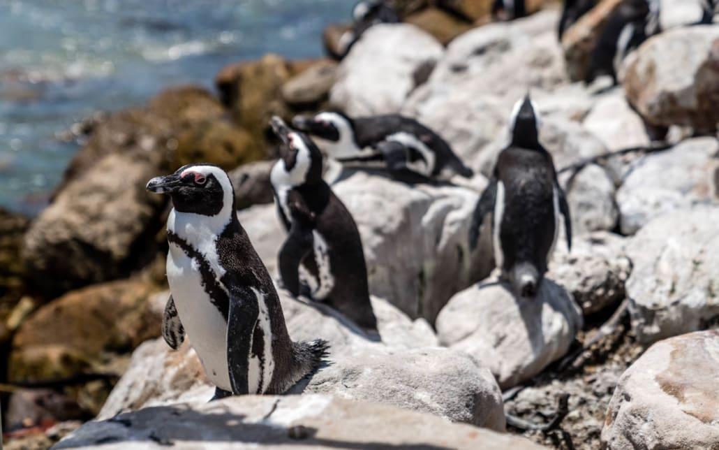 Pinguïns Betty's Bay, Zuid-Afrika
