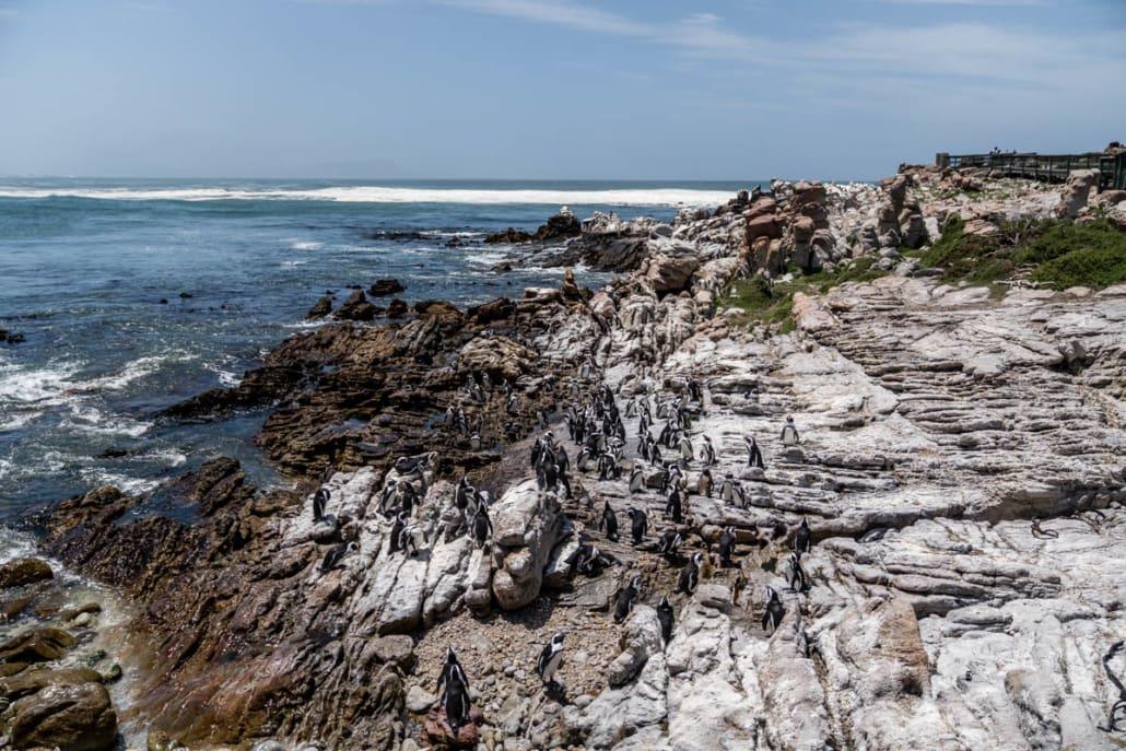 Veel pinguïns in Betty's Bay, Zuid-Afrika