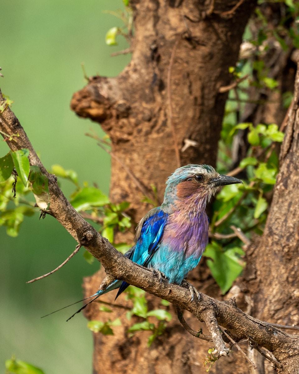 Gabelracke (Lilac-breasted Roller) in het Mkomazi National Park in Tanzania