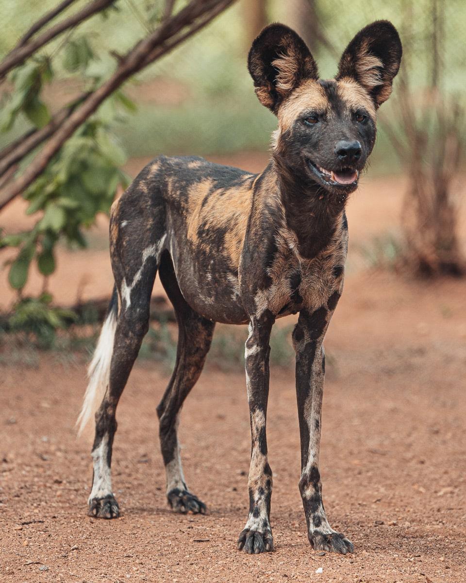 Wilde Hond in het beschermingsgebied van Mkomazi National Park
