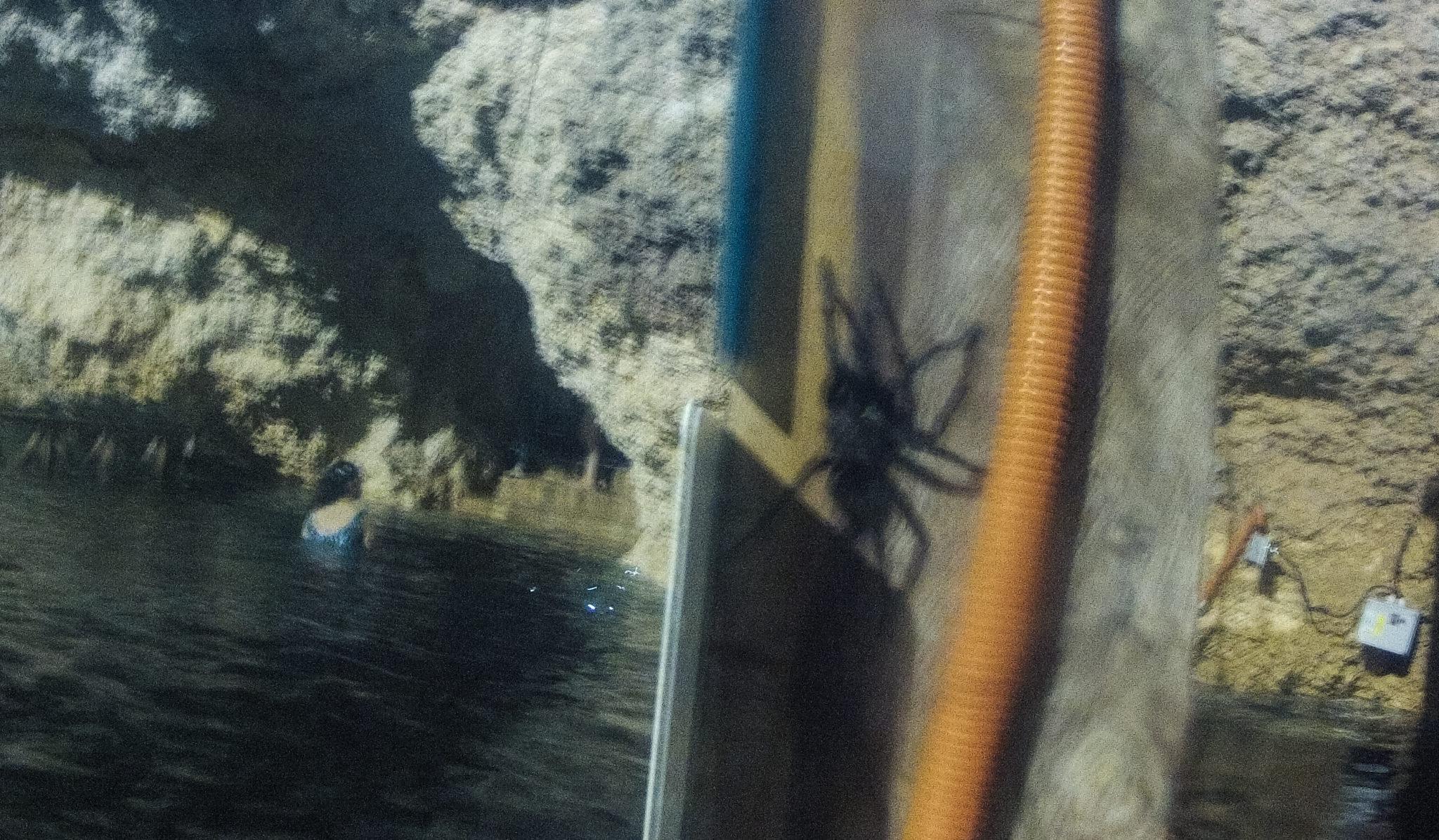 tarantula cenote
