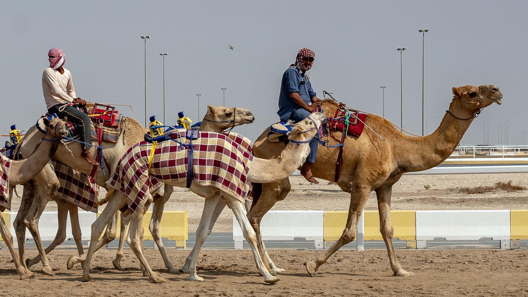 Courses de chameaux à Doha, à ne pas manquer !
