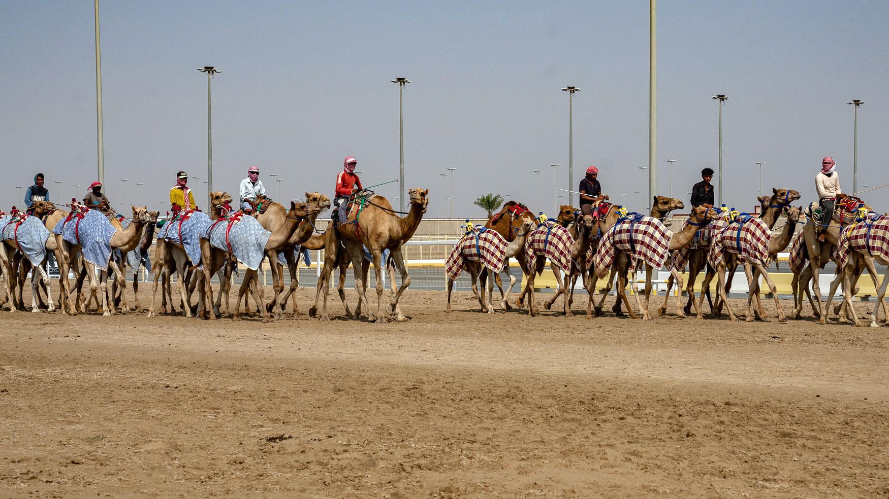 Destination à Doha : Le champ de courses de chameaux Al Shahaniya