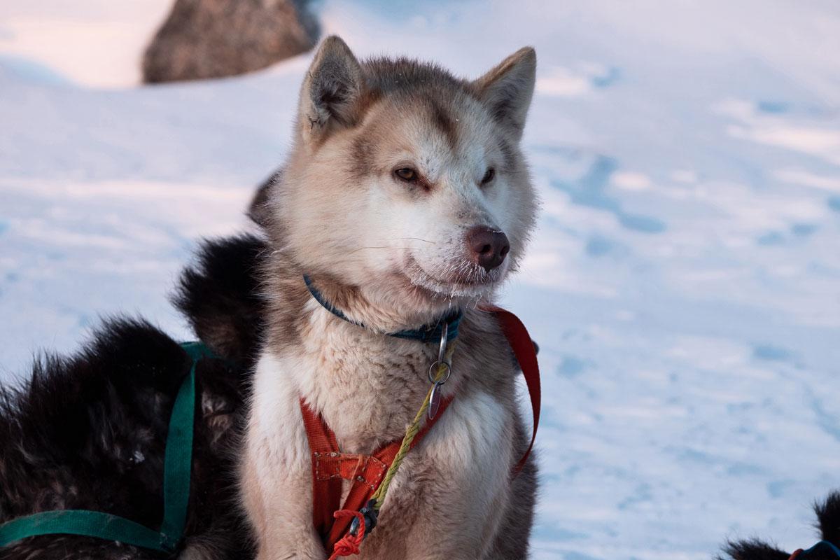 Groenlandse honden tijdens de hondenslee-tocht