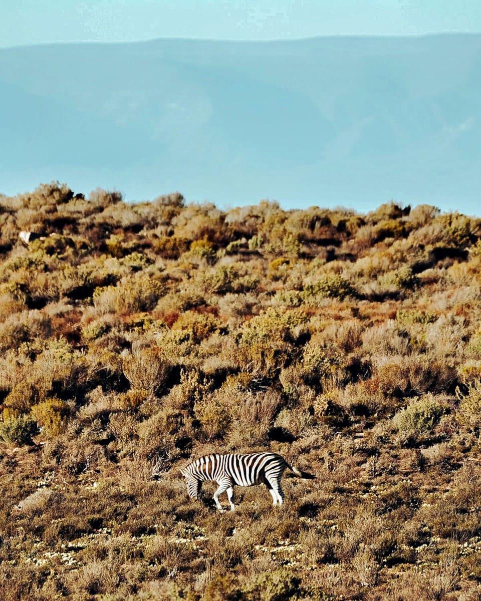 Mountain Zebra Kagga Kamma Nature Reserve South Africa