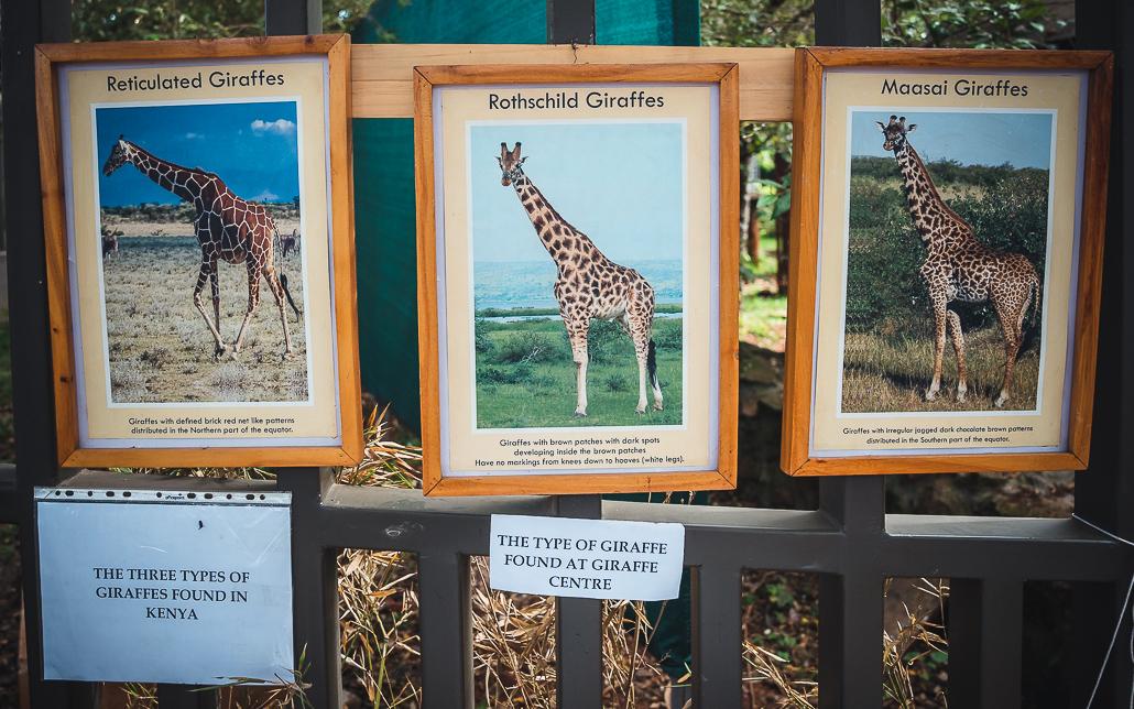 Different species of giraffes in Kenya