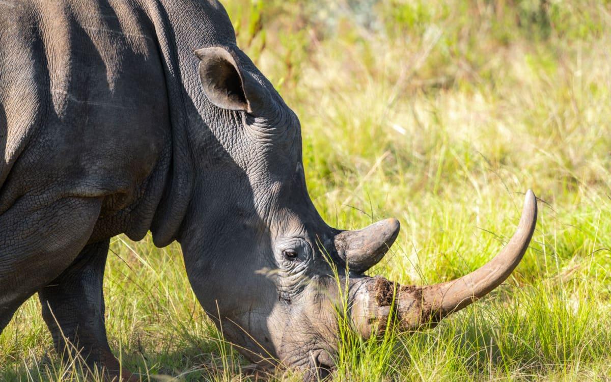 Game Drive bij Mont Eco Game Reserve