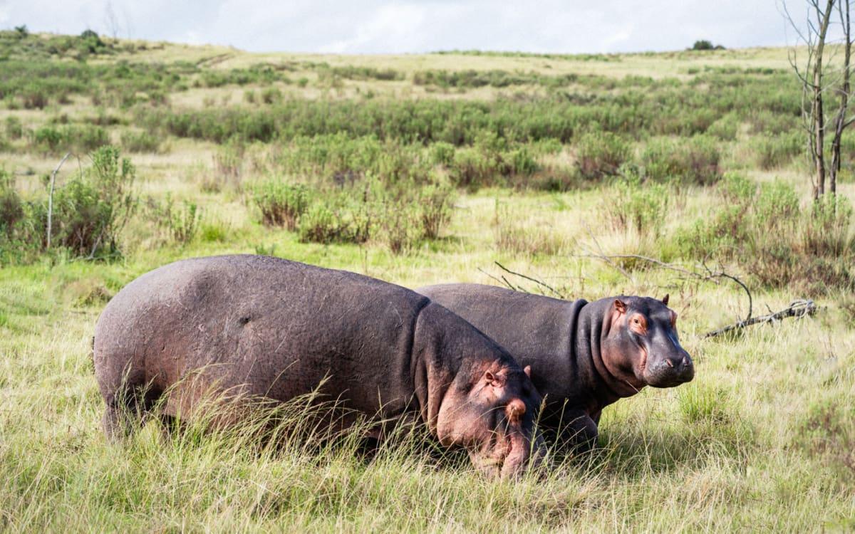 Nijlpaarden tijdens de safari, Gondwana Private Game Reserve