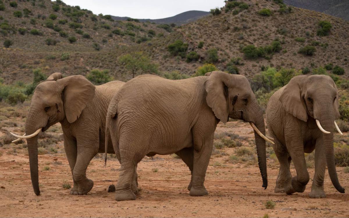 Des éléphants dansent pour nous