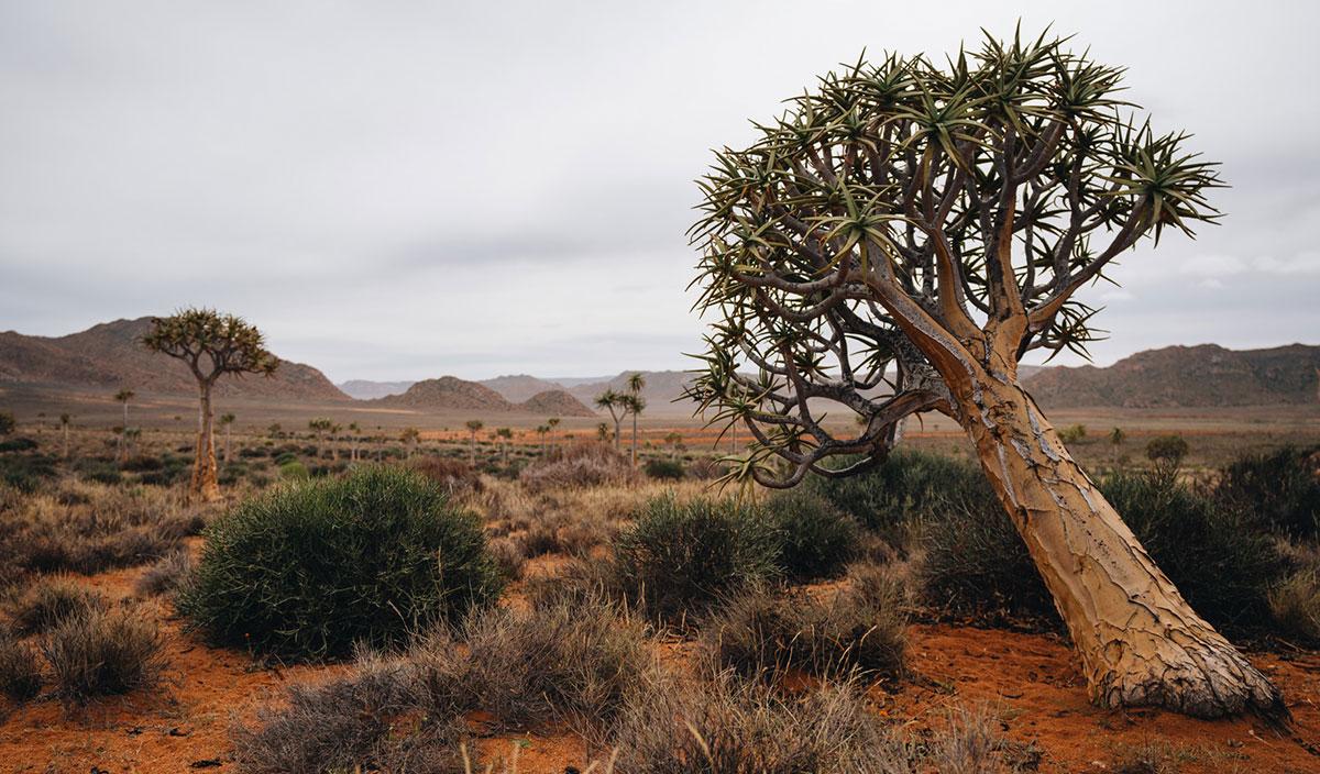Forêt de quiver Namaqualand
