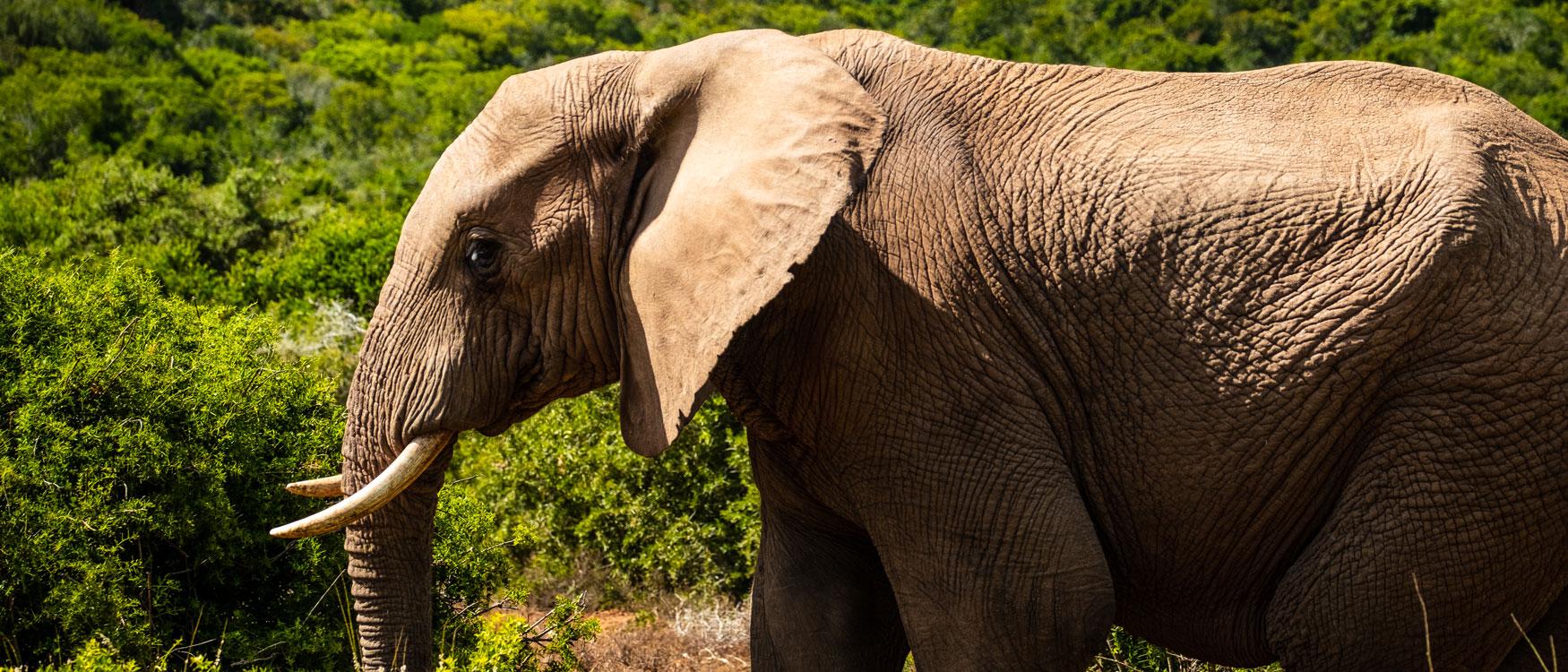 Éléphant dans le parc national Addo Elephant