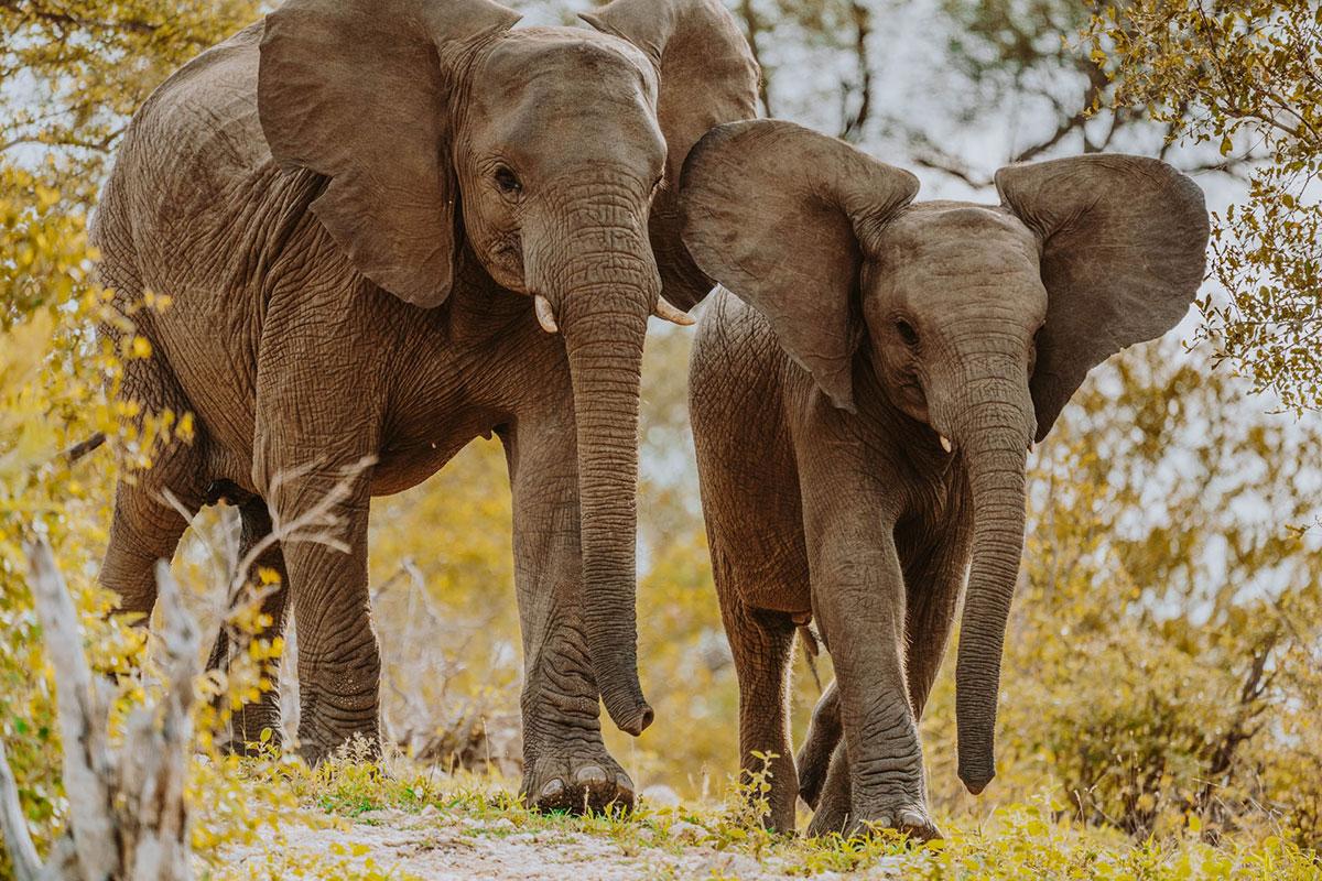 Jeunes éléphants dans le parc national Greater Kruger Afrique du Sud