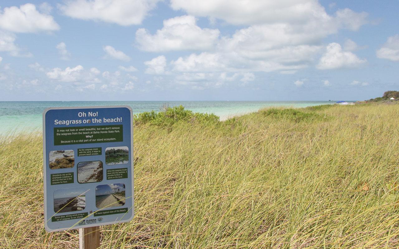 Bahia Honda State Park Beach Seagrass