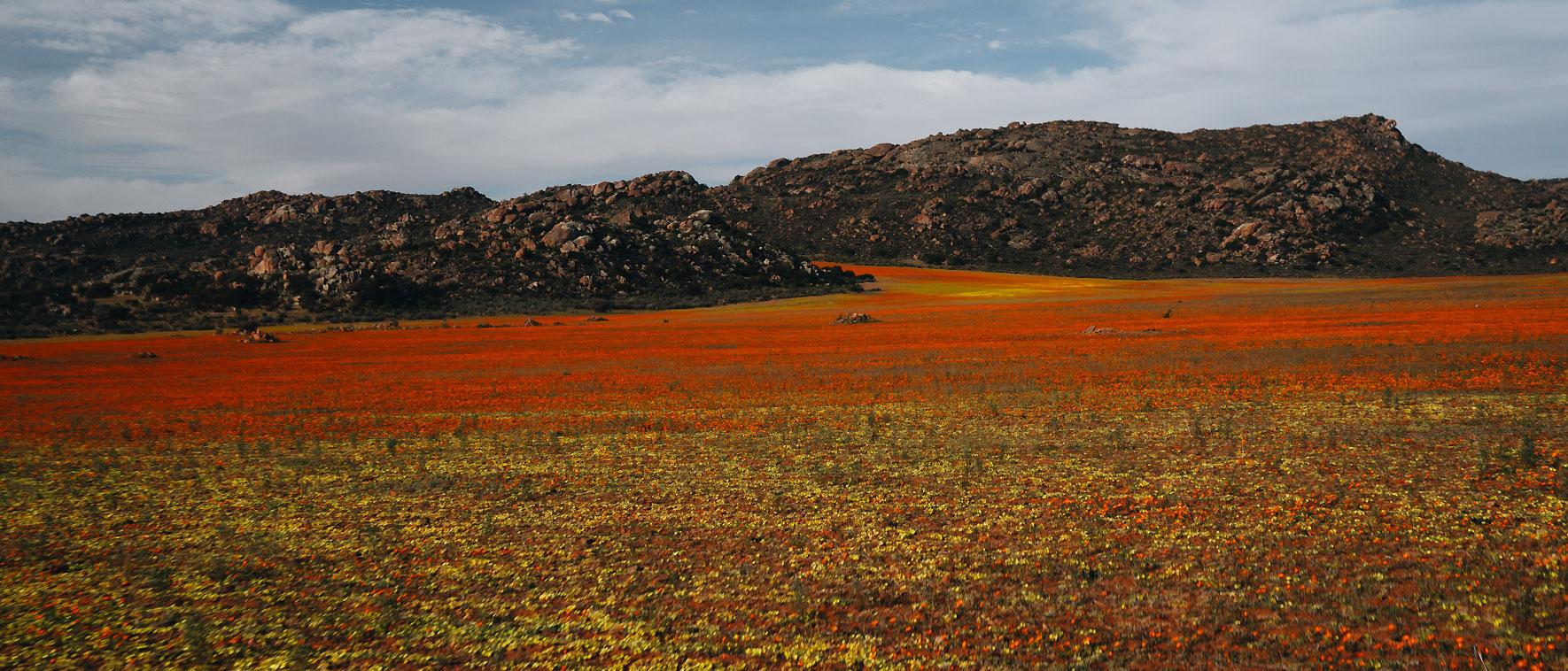 Fleurs sauvages au Namaqualand brillantes en jaune et orange