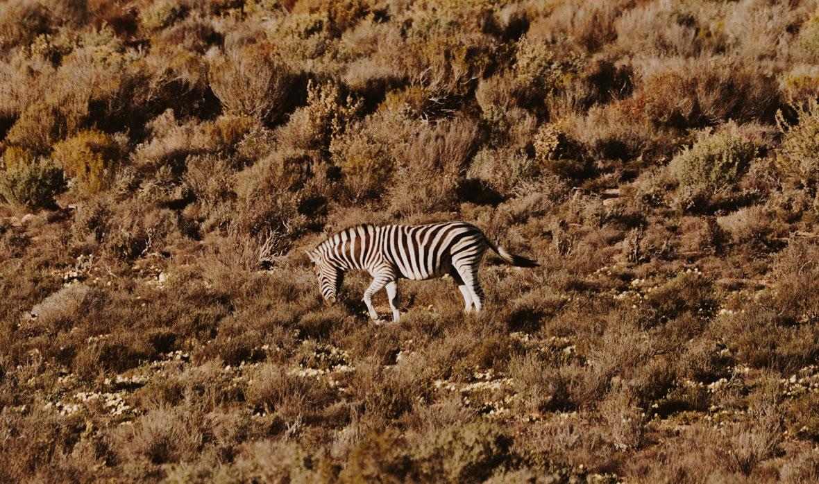 Zèbres de montagne à Kagga Kamma lors de la promenade du soir.