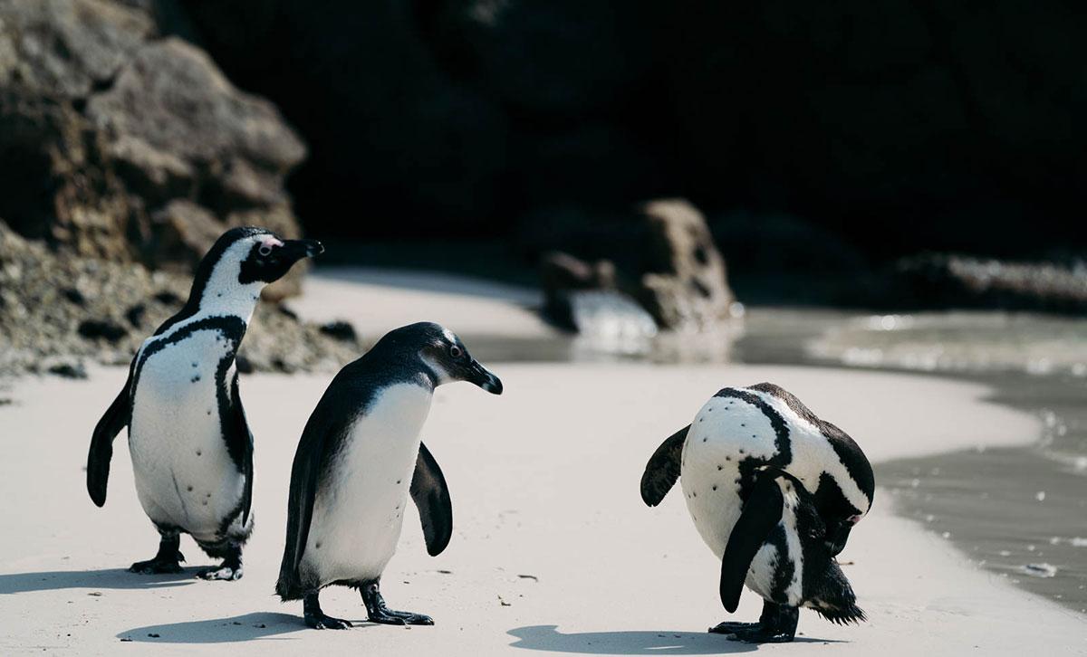 Marcher avec les pingouins Simons Town Cape Town