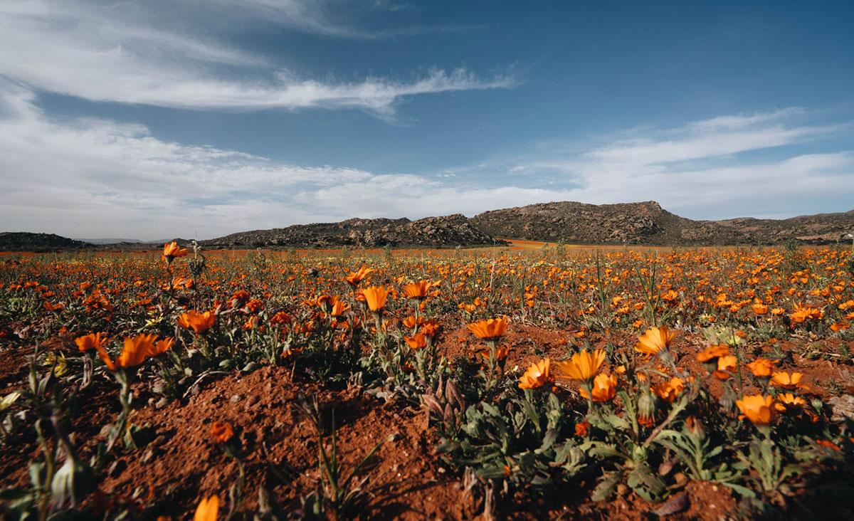 Fleurs sauvages Namaqualand Springbock