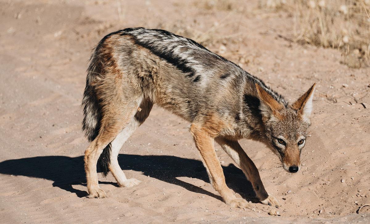 Chacal à dos noir parc Kgalagadi Transfrontier NP