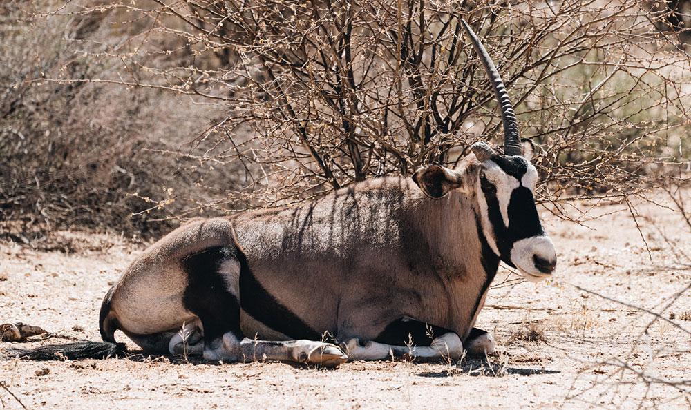 Oryx dans le parc national d'Augrabies Falls