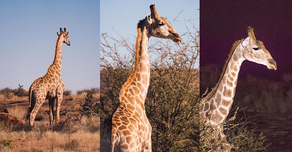 Girafes au parc national d'Augrabies Falls