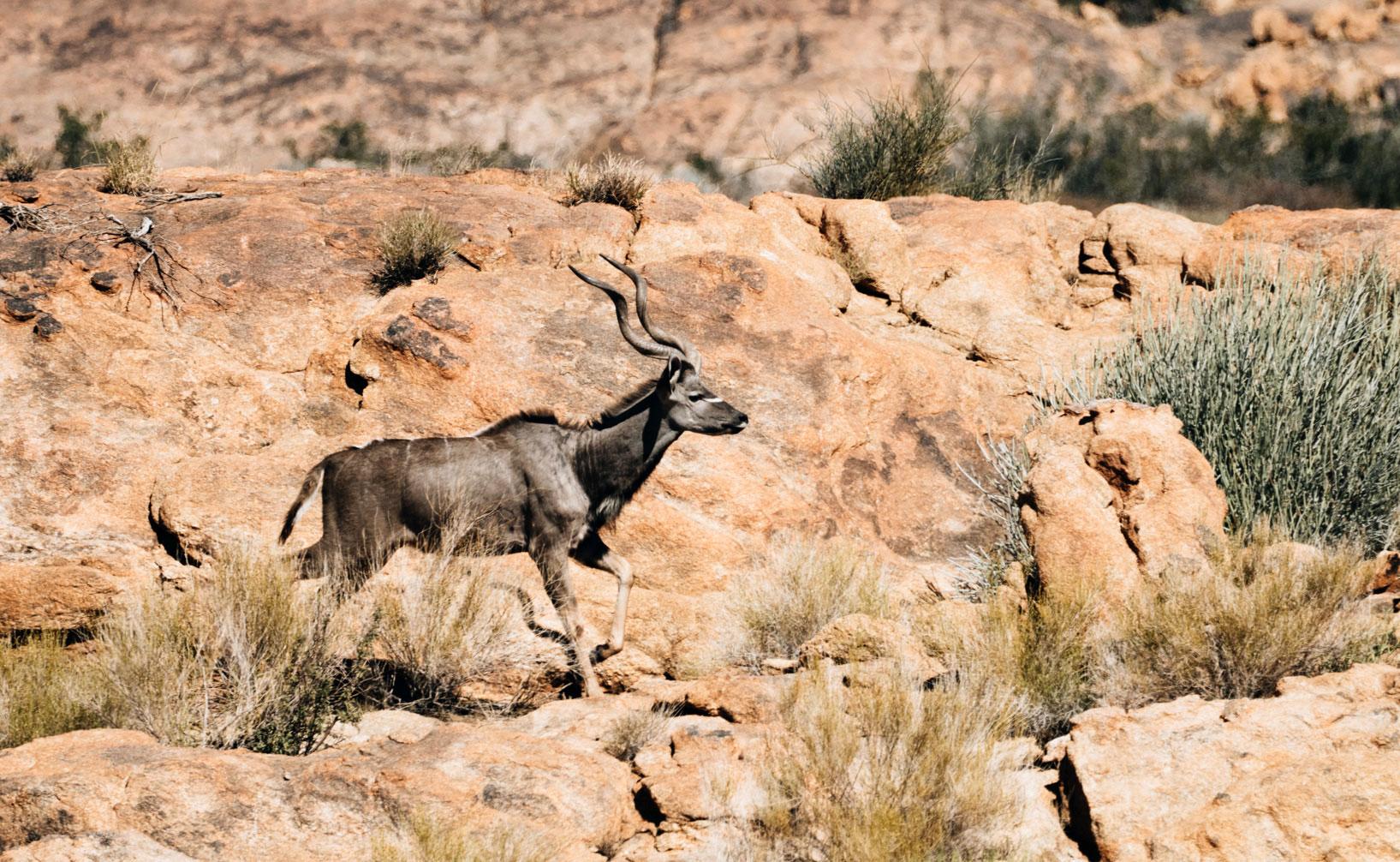 Kudu parc national d'Augrabies Falls