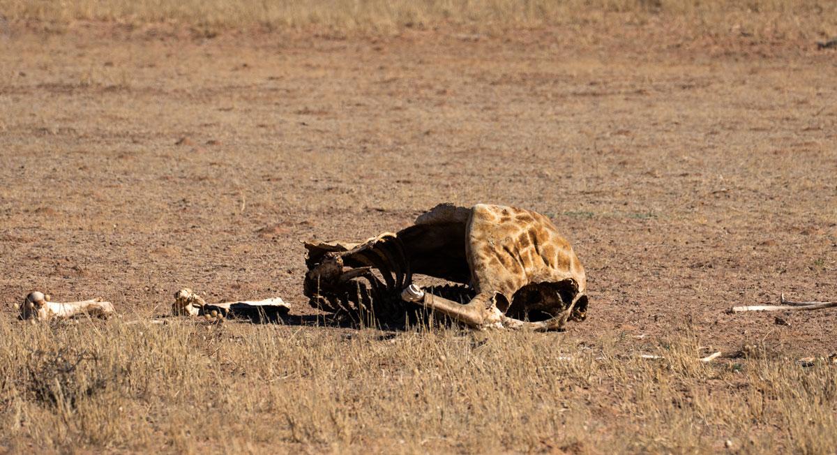 Kgalagadi Transfrontier National Park cadavres de girafes