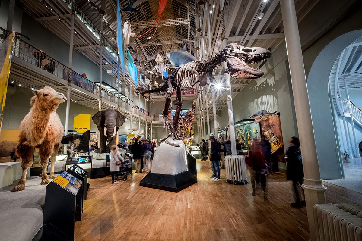 Musée national d'Écosse - Animaux
