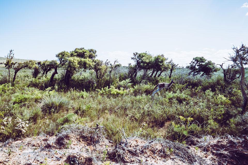 Kangaroos in Cape Le Grand National Park