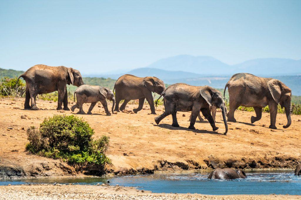 addo-elephant-park-elefanten