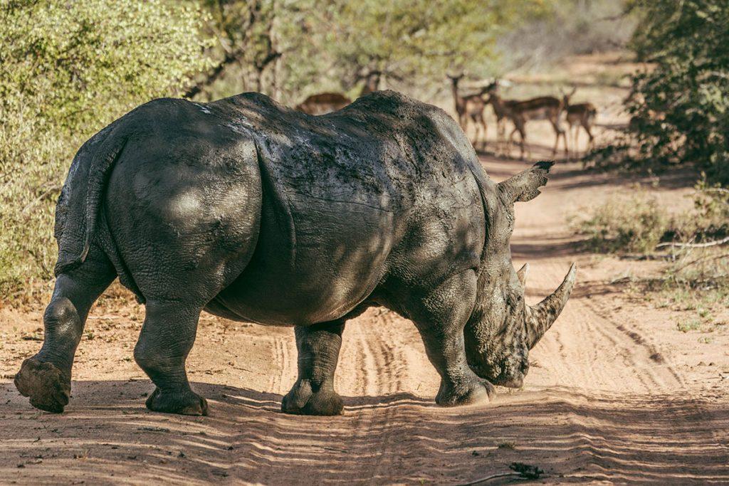 Witte Neushoorn Greater Kruger National Park