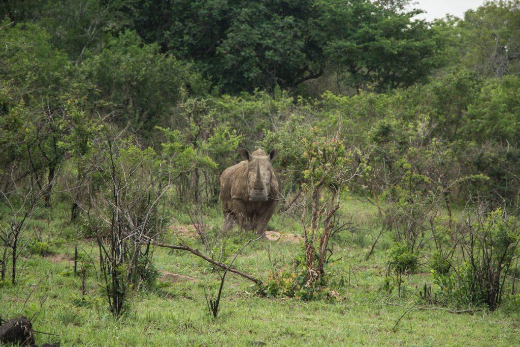 Hluhluwe Umfolozi Game Reserve Neushoorn