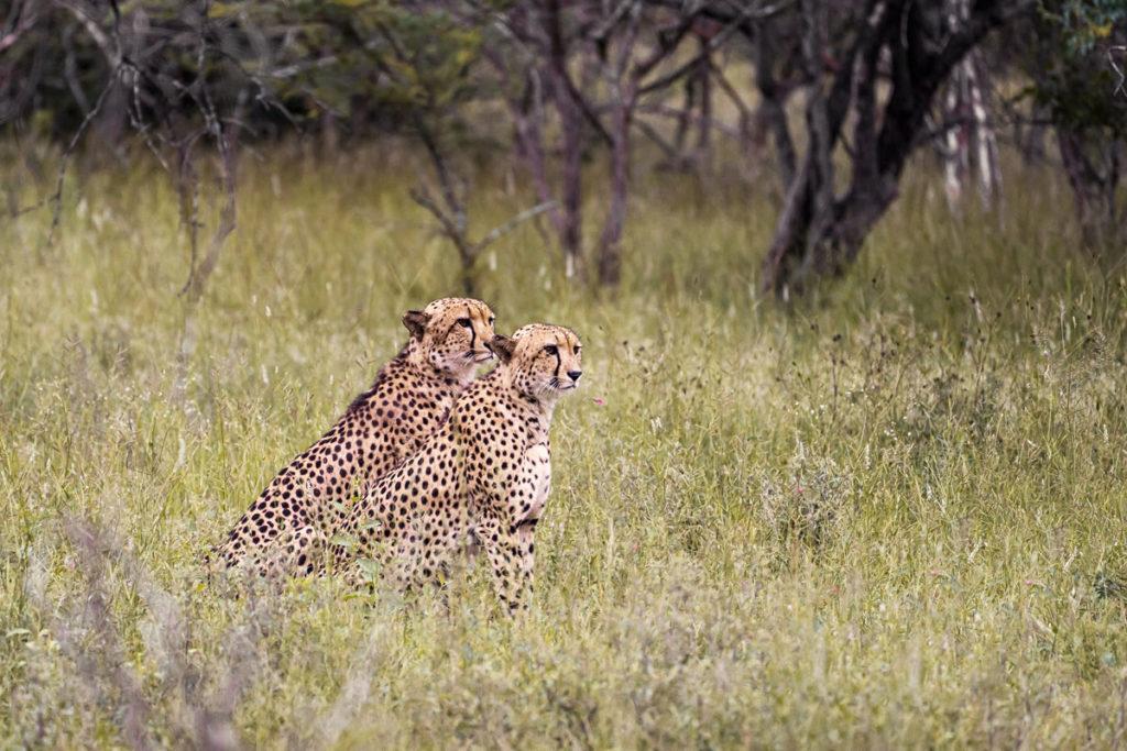 Karongwe Game Reserve Zuid-Afrika