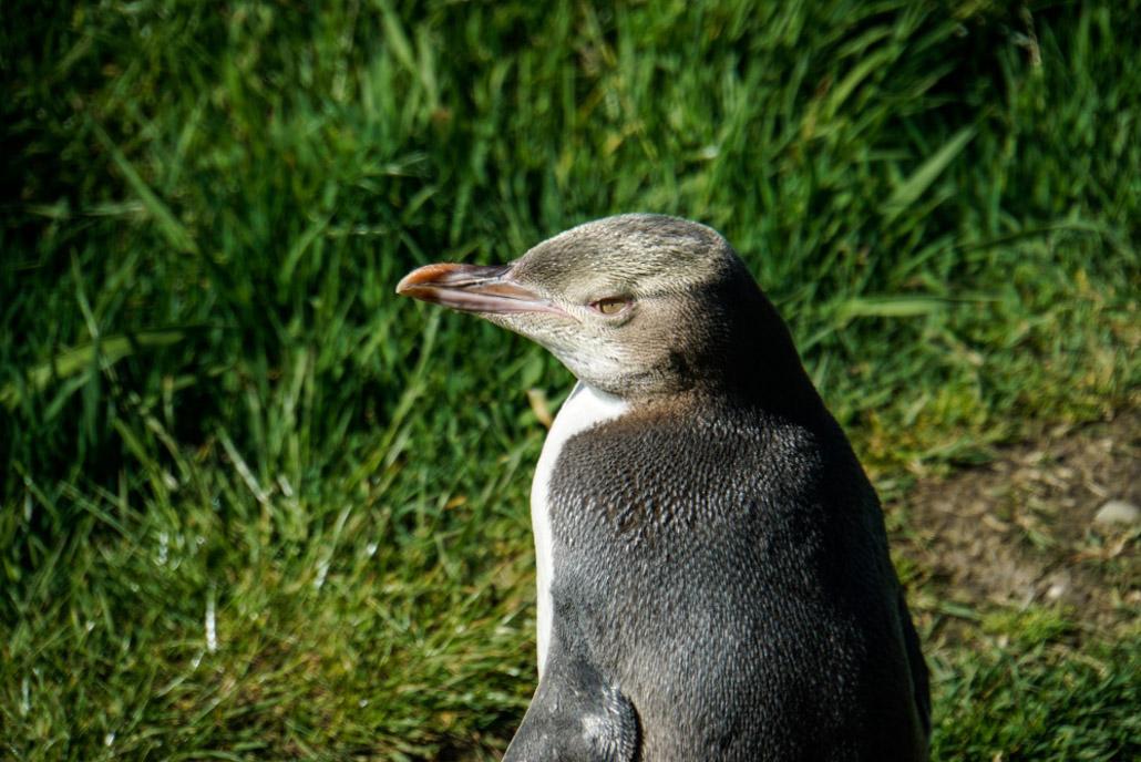 'Hoiho' is the Maori name for the oldest living penguin species that you can find in the Catlins, New Zealand