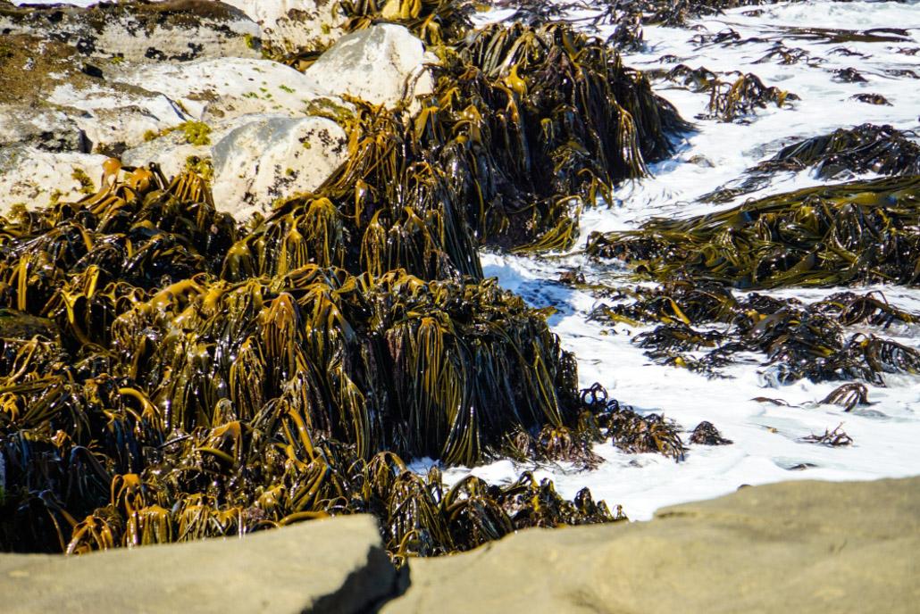 Catlins beaches are full of seaweed