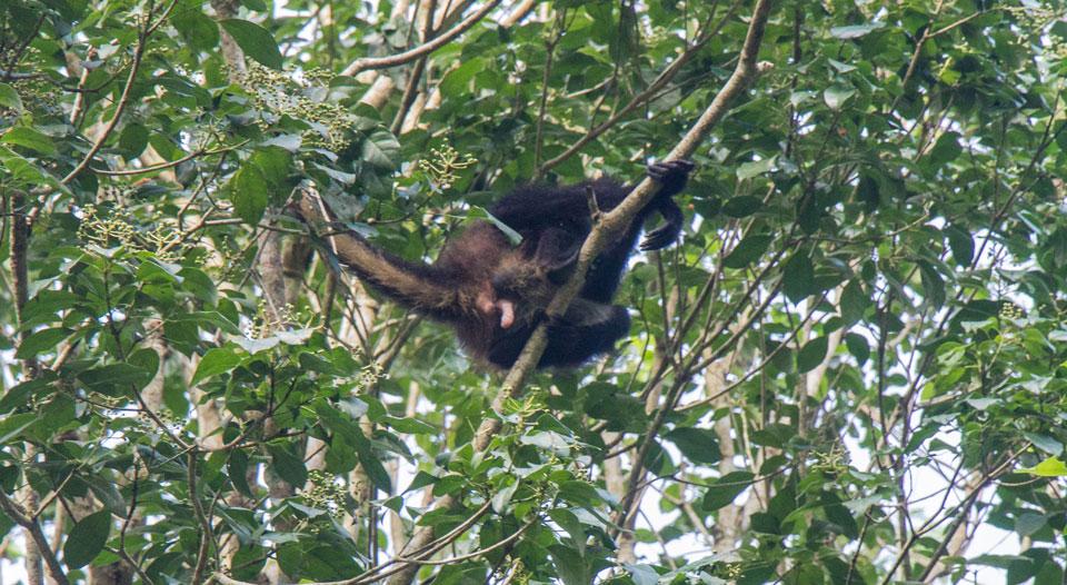 Singe hurleur à Tikal Guatemala