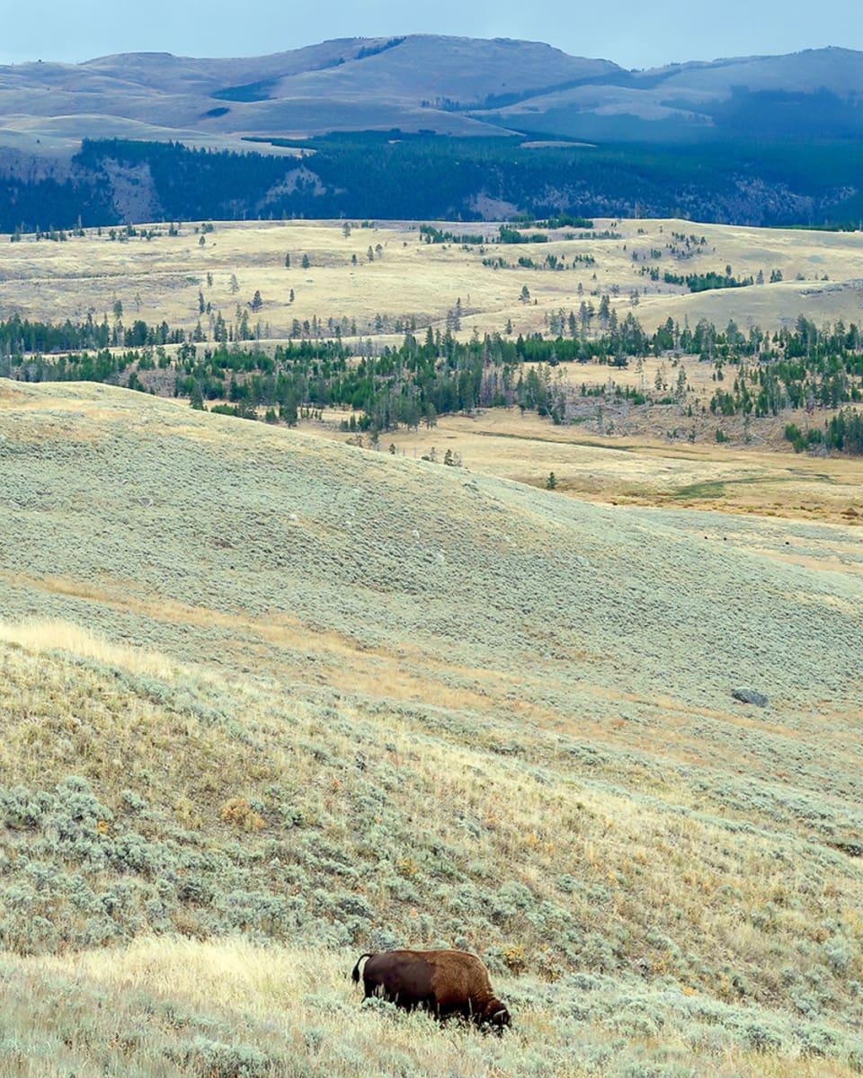 Bison in Lamar Valley