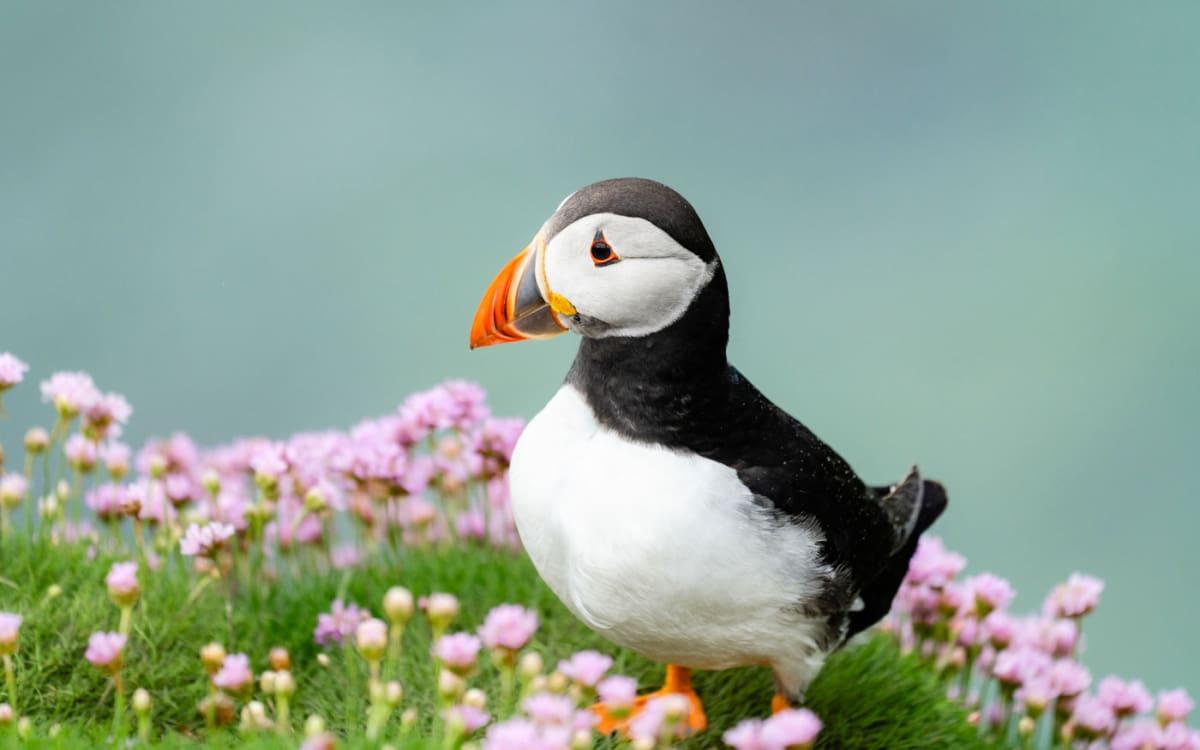 Photo d'un macareux rentrant de la pêche sur les îles Saltee en Irlande