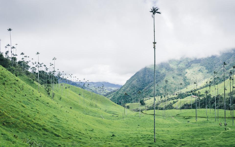 Colombia Travel Tips Valle de Cocora