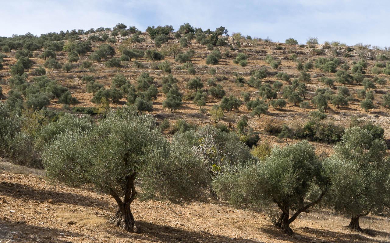 Olijfboomgaarden in Ajloun - het groene goud van Jordanië