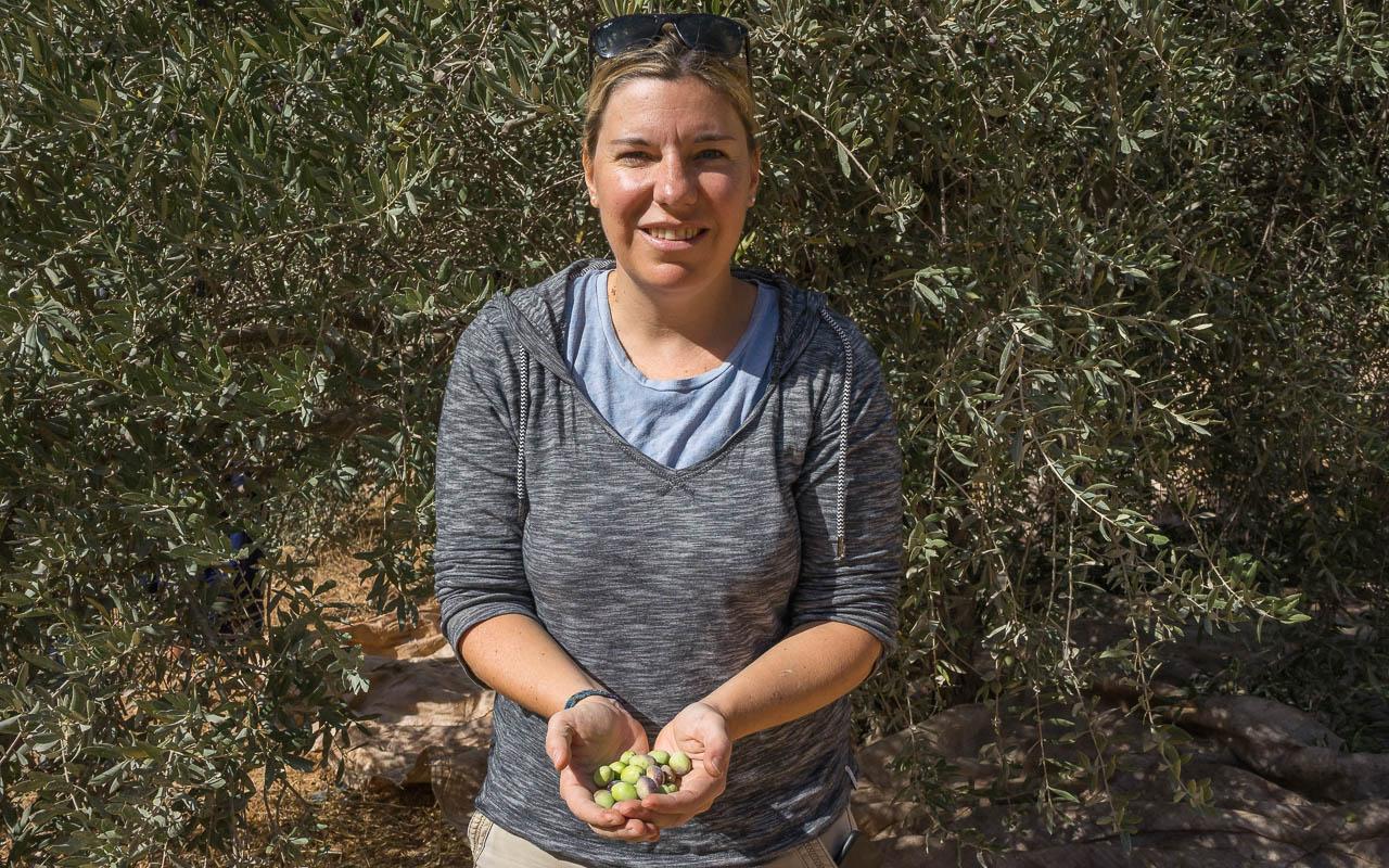 Olijven plukken in het vruchtbare Jordanië in Ajloun