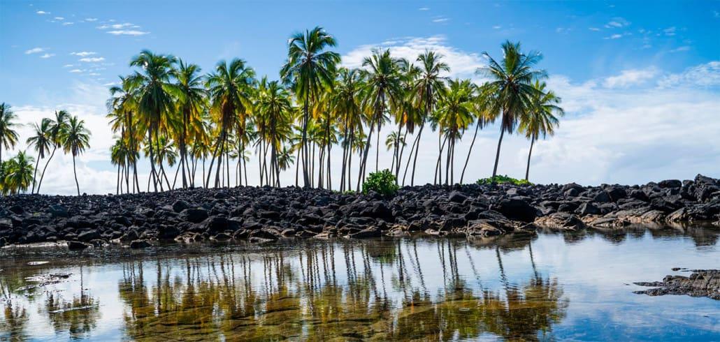 Big Island Hawaï Rondreis Palmen